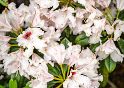 Blomster i haven - HabitusHuset Glimsholt
